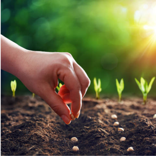 Seed Packs